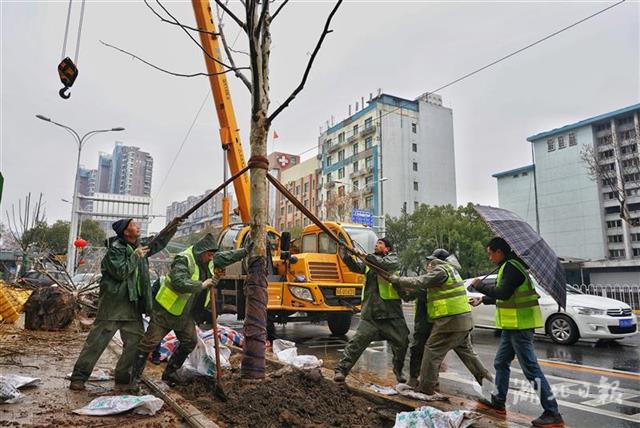 迎军运,武汉提前开工补种行道树(组图)
