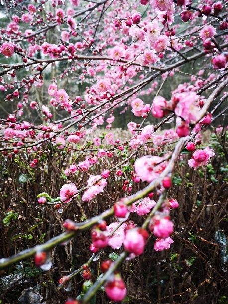 今年的持续低温天气,延迟了梅花花期,武汉各大景区的梅花