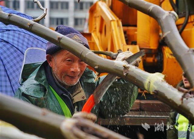 迎军运,武汉提前开工补种行道树(组图)