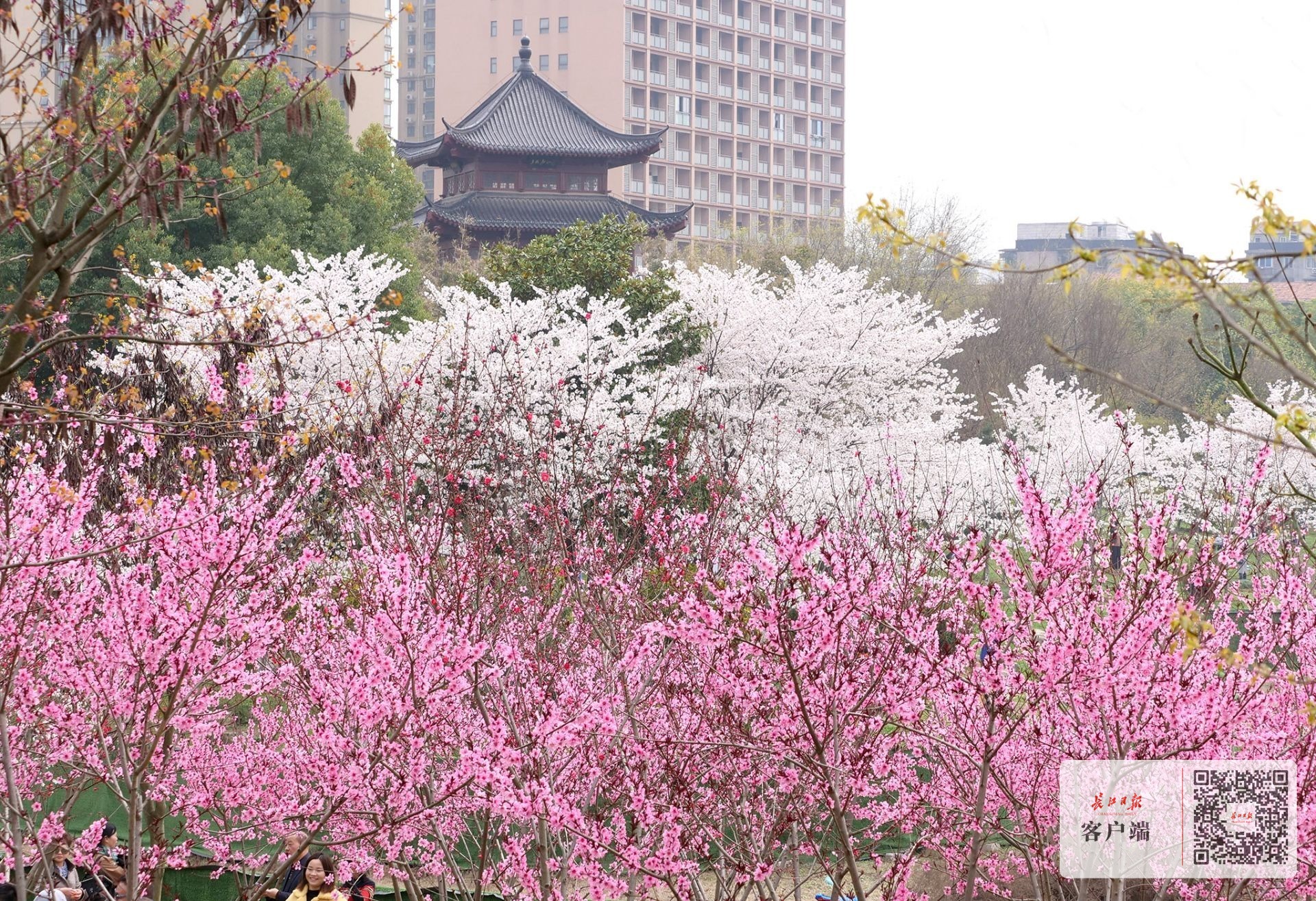 春到堤角赏樱打卡