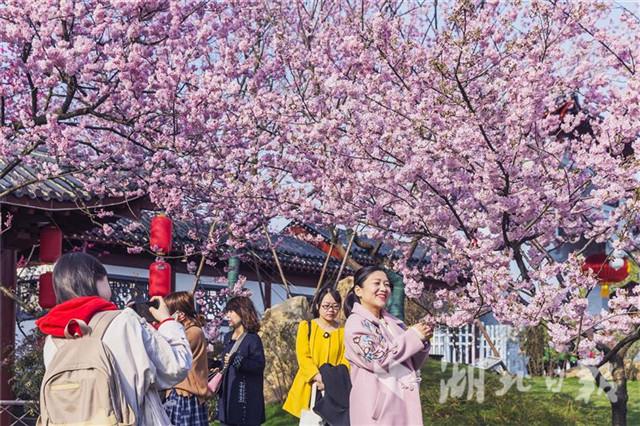 2019中国武汉东湖樱花节开幕