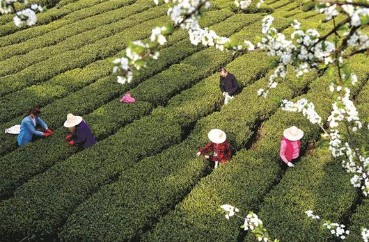 图文:花开茶园采茶忙