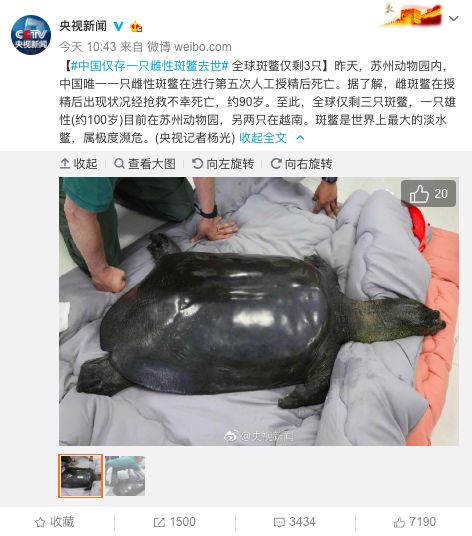 灾难性损失中国仅存1只雌性斑鳖死亡死因待查明