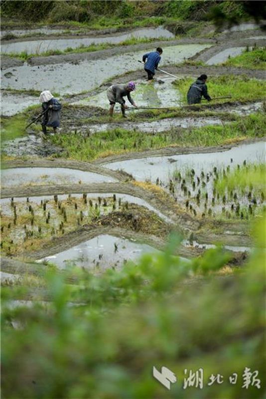 5月13日,宣恩县沙道沟镇木笼寨村的农民在梯田里劳作.图片