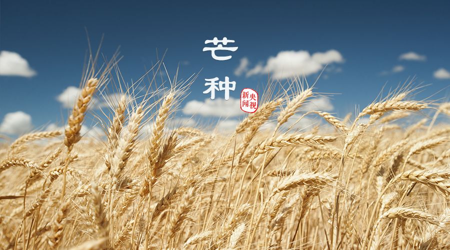 今日芒种:栀子花开,麦黄梅熟,仲夏开始