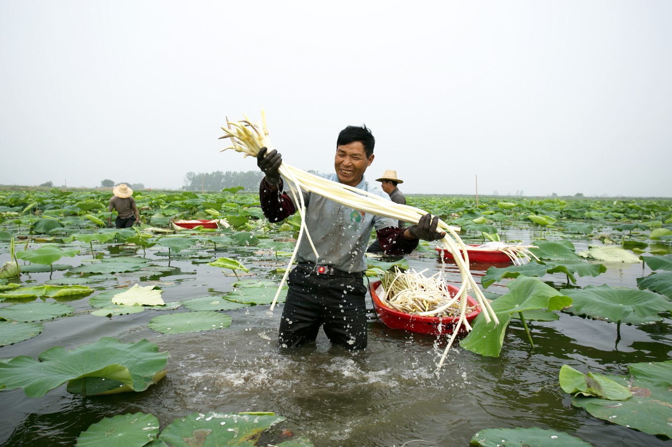 洪湖市万全镇华贵藕带特色产业基地.