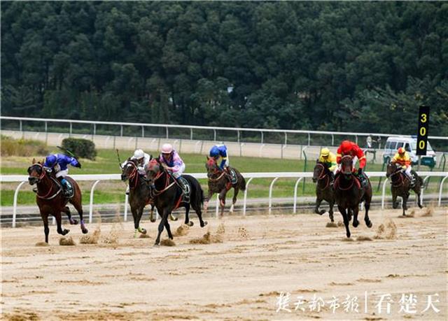 赛马娘第二季最后一场比赛 015e18cf3604235a4be1b3a02d5cccae.jpeg