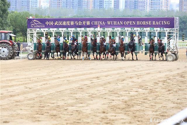 400余匹赛驹云集武汉，第十八届中国·武汉赛马节10月24日开锣