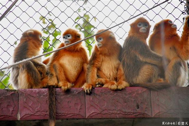 猴儿们来啦！时隔23年，武汉动物园上新5只金丝猴