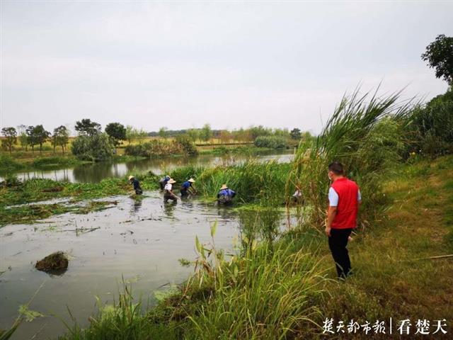 河湖长工作让武汉开发区水更清