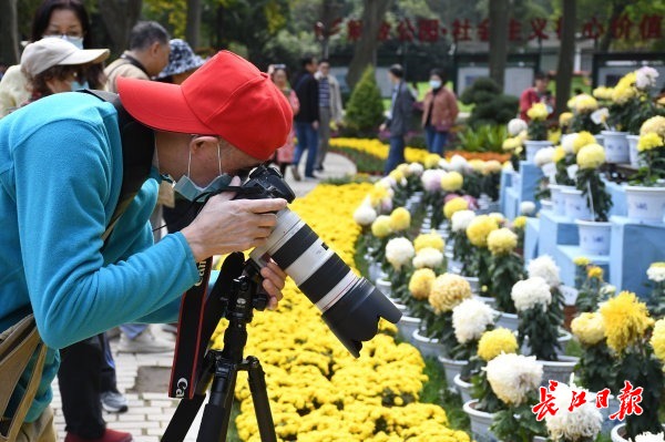 武汉金秋菊展正式全城开展 秋菊盛开，争奇斗艳(图10)