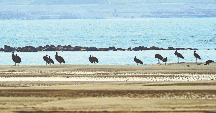 武漢三環(huán)線內(nèi)有野生鳥類穩(wěn)定棲息地 黑鸛連續(xù)7年來天興洲越冬(圖1)