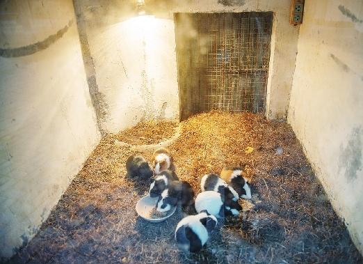 浴霸、地暖、暖風(fēng)機(jī) 動(dòng)物園的居民花式溫暖過冬(圖3)