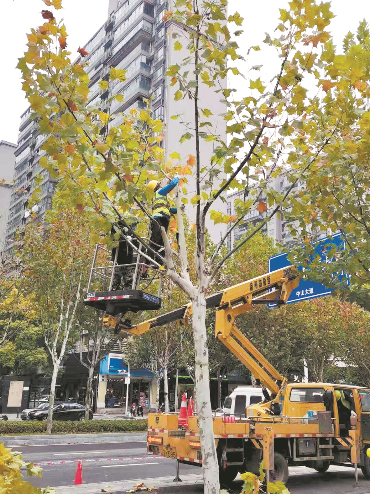 三阳路上,园林师傅给小法桐修剪塑形