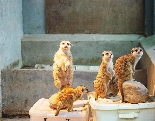 浴霸、地暖、暖風(fēng)機(jī) 動(dòng)物園的居民花式溫暖過冬(圖2)