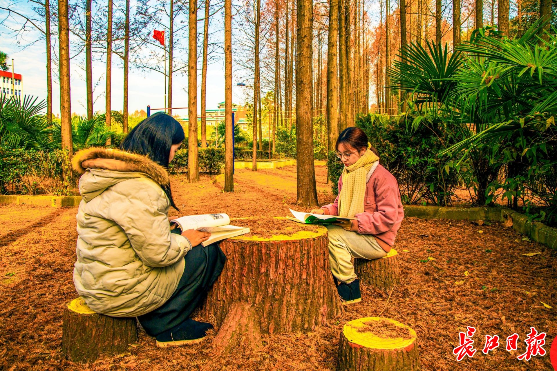 快看！武汉生物工程学院里藏着绝美水杉林 | 图集(图2)