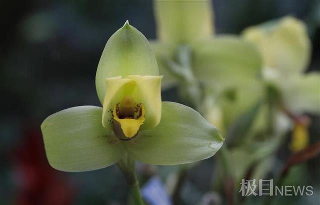 上百种热带兰怒放迎新年!武汉植物园兰花展2月5日启幕