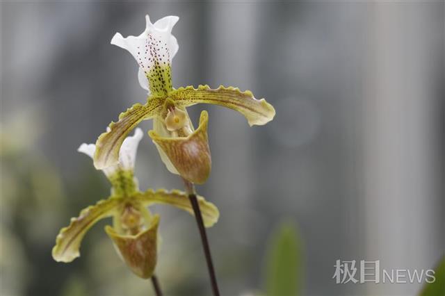 上百种热带兰怒放迎新年!武汉植物园兰花展2月5日启幕