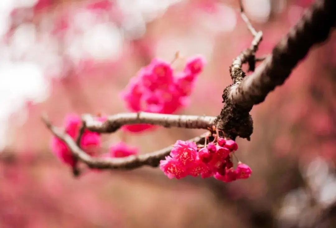 如果有一班开往春天的专列，它应该是樱花色
