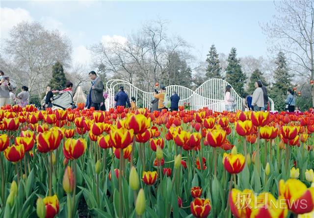 武汉解放公园郁金香花开艳丽醉游人