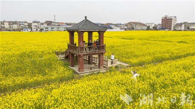 蔡甸消泗乡万余亩油菜花盛开(组图)