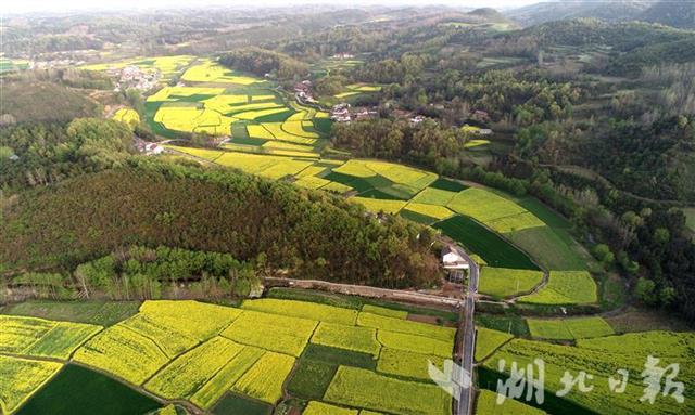 "宜城婺源"遍地金黄