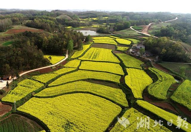 "宜城婺源"遍地金黄