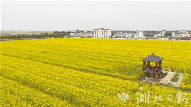 蔡甸消泗乡万余亩油菜花盛开(组图)