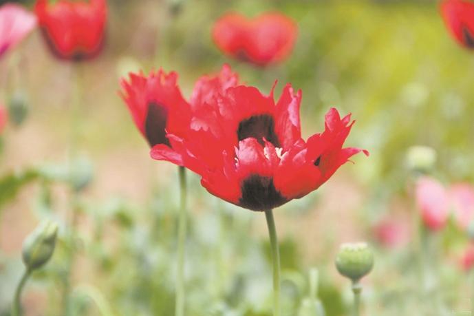 武汉植物园超八成春花从野外引来：茶花、桃花、樱花、海棠、李花、梨花、郁金香和杜鹃等300种观花花卉(图3)