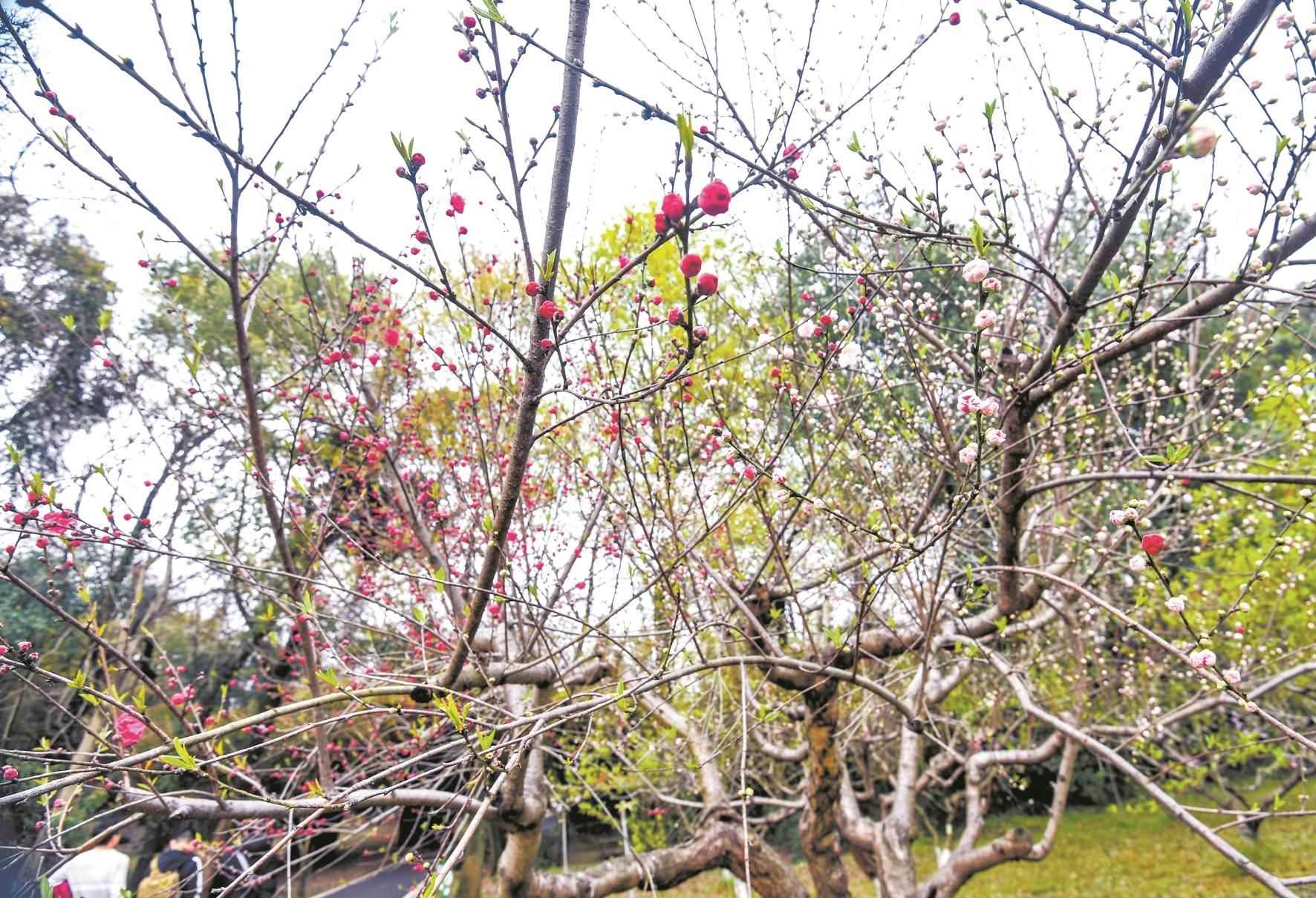 武汉植物园超八成春花从野外引来：茶花、桃花、樱花、海棠、李花、梨花、郁金香和杜鹃等300种观花花卉(图5)