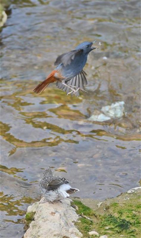 红尾水鸲长江岸边育雏鸟