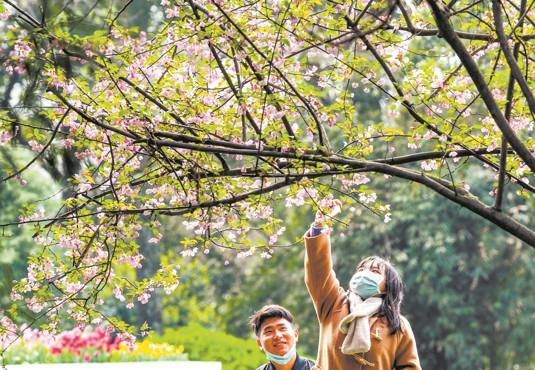 武汉植物园超八成春花从野外引来：茶花、桃花、樱花、海棠、李花、梨花、郁金香和杜鹃等300种观花花卉(图4)