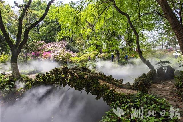 武汉植物园5万株杜鹃开出“花海秘境””