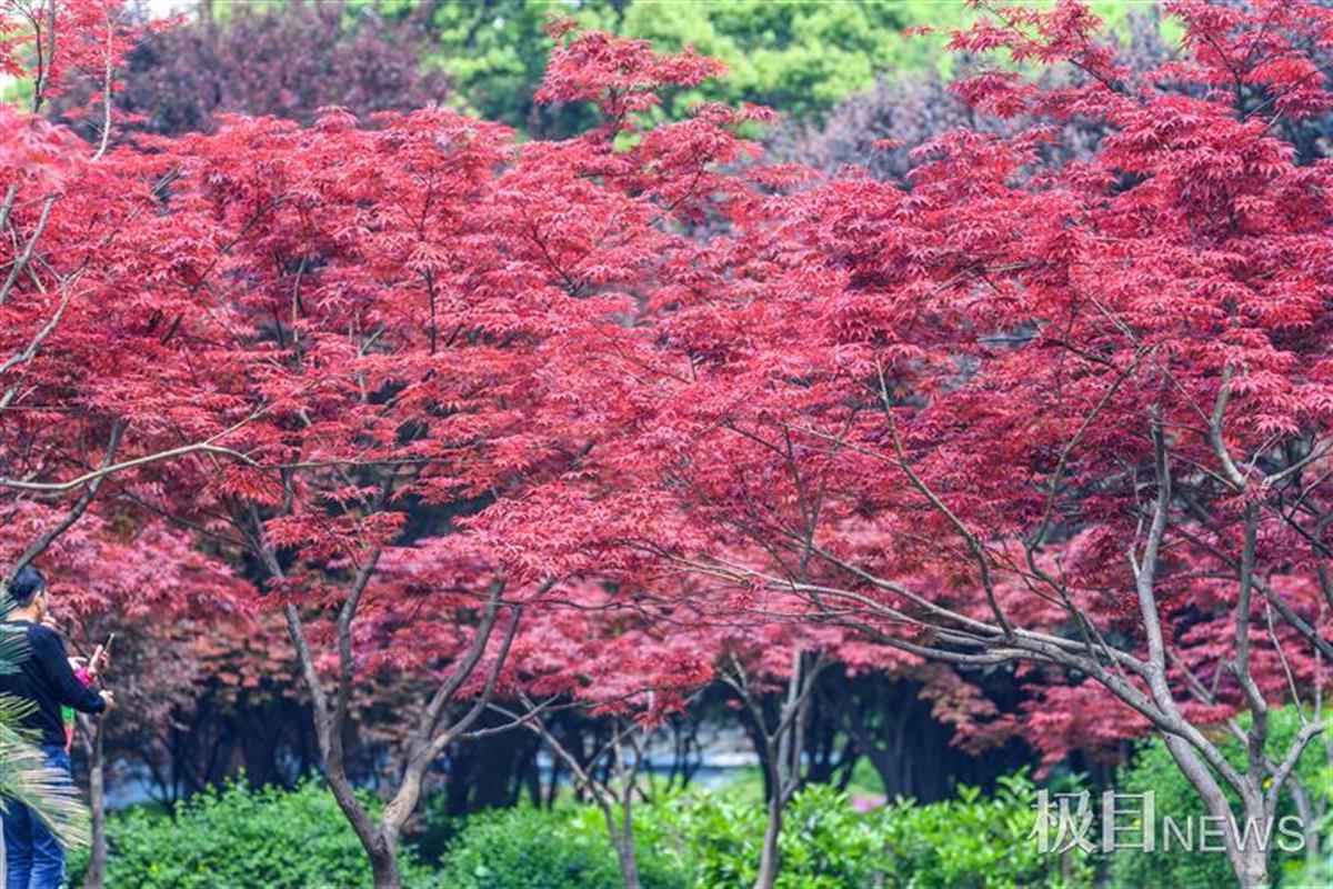 红枫扮靓中山公园(组图)