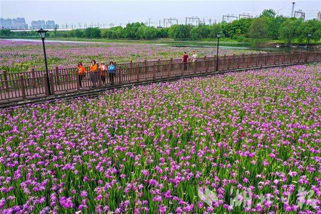 武汉市区水上花海惊艳亮相