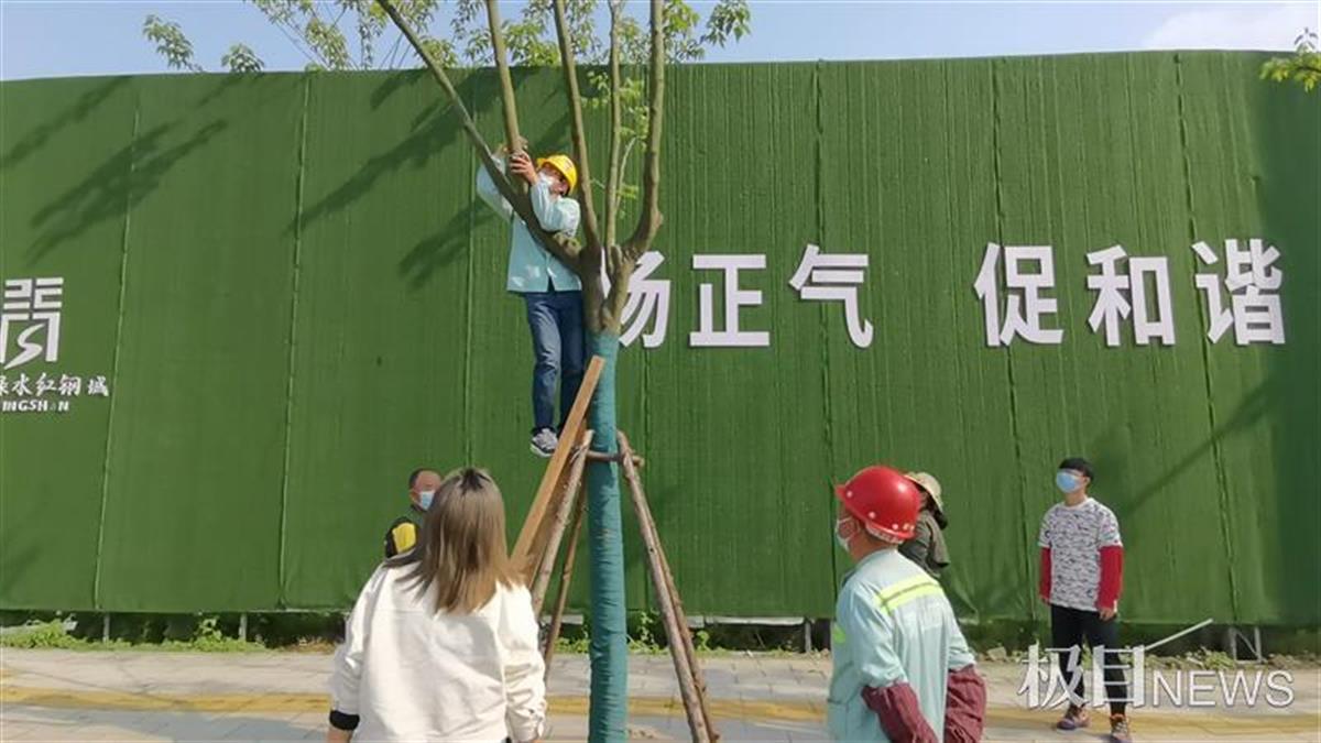 异色瓢虫灭蚜虫“虫虫特攻队”为2600余株栾树除害虫(图1)