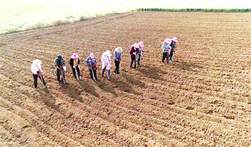 钟点农民工走俏田地间