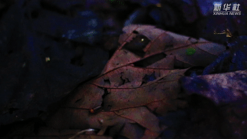 童话世界!这里萤火虫宛若星河