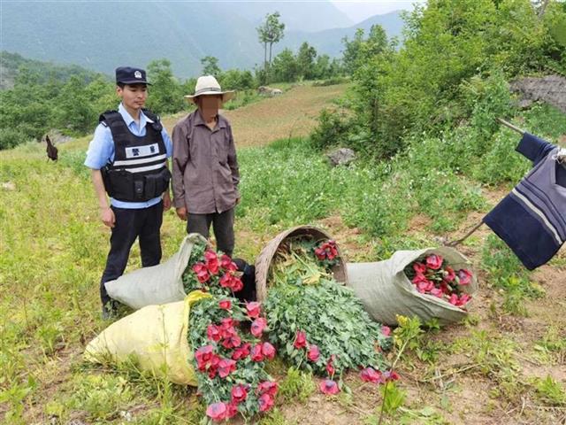 郧西警方铲除罂粟原植物2200余株