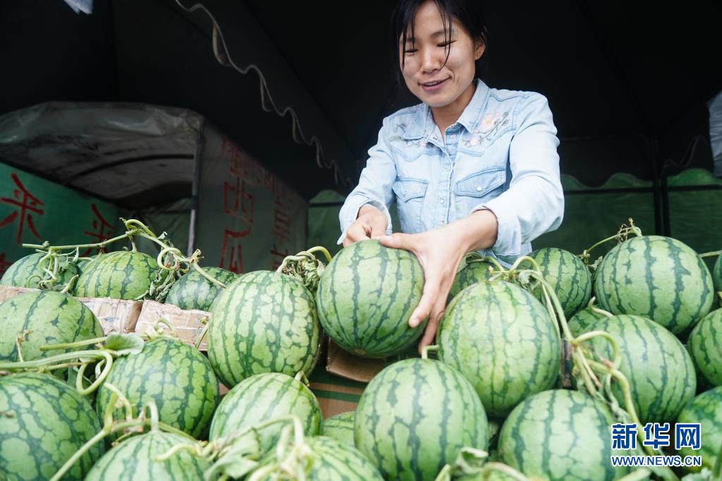 2021年横溪西瓜种植总面积约4.