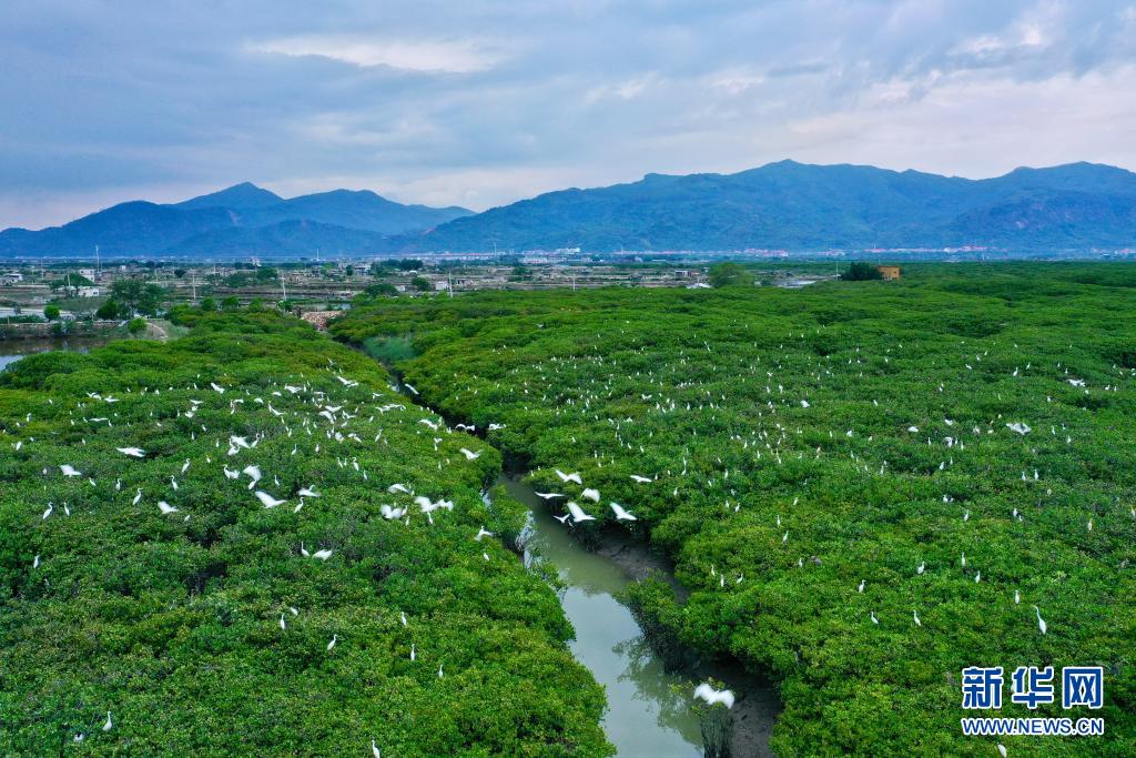福建云霄:鹭鸟云集红树林