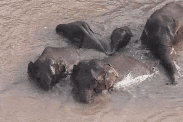 cmg观察丨总台拍大象,全球来围观,我的可爱,world萌!