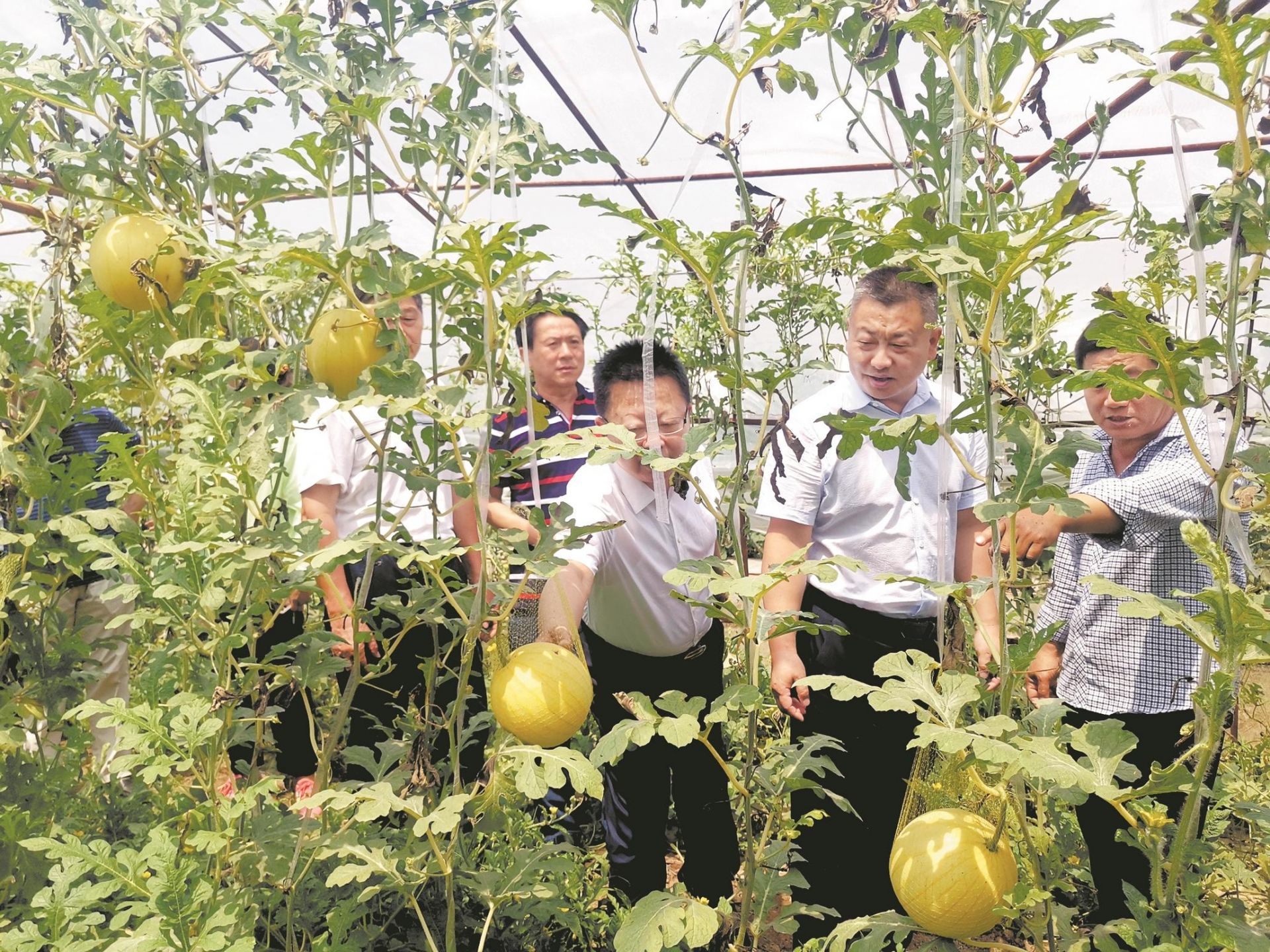 天兴洲西瓜本月下旬将大量上市 10余种西甜瓜昨日亮相"吃瓜大会"