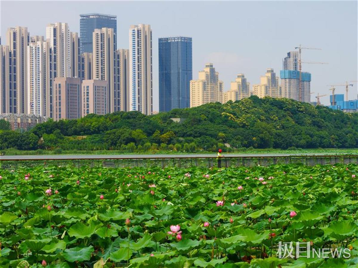 在汉阳月湖景区内,荷花盛开,红飞翠舞,为夏日增添了一道亮丽的风景.