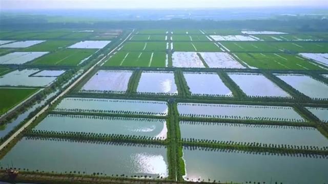 "潜江虾稻及图"被认定为中国驰名商标