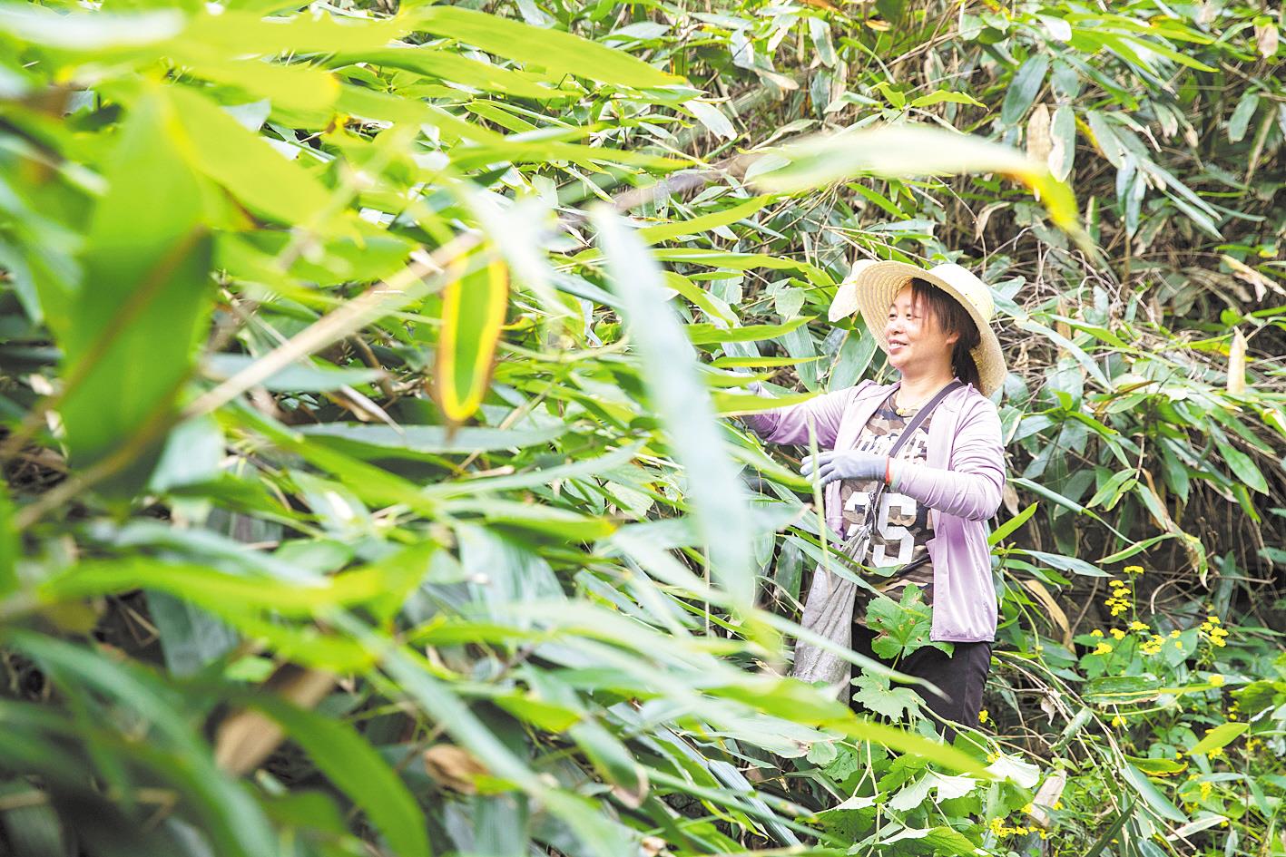 “中國箬葉之鄉(xiāng)”鶴峰：野生箬葉帶動三萬人增收(圖1)