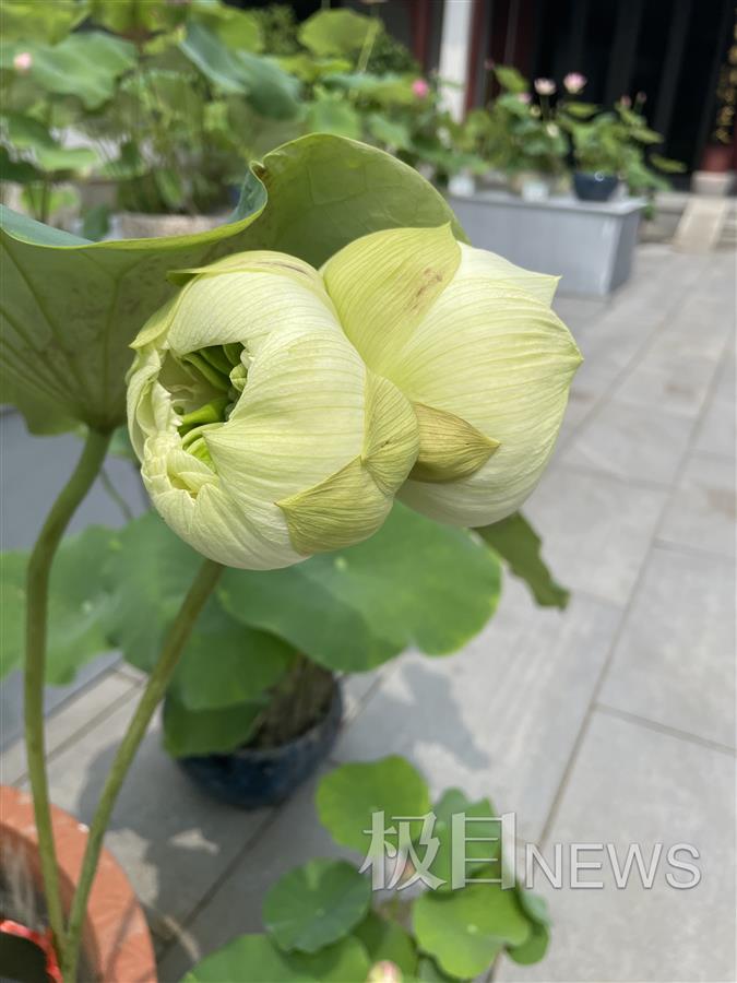 世界罕见中药材花 f1ca4539f69ef3359aa09c28269376b2.jpeg