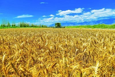 新疆小麦丰收