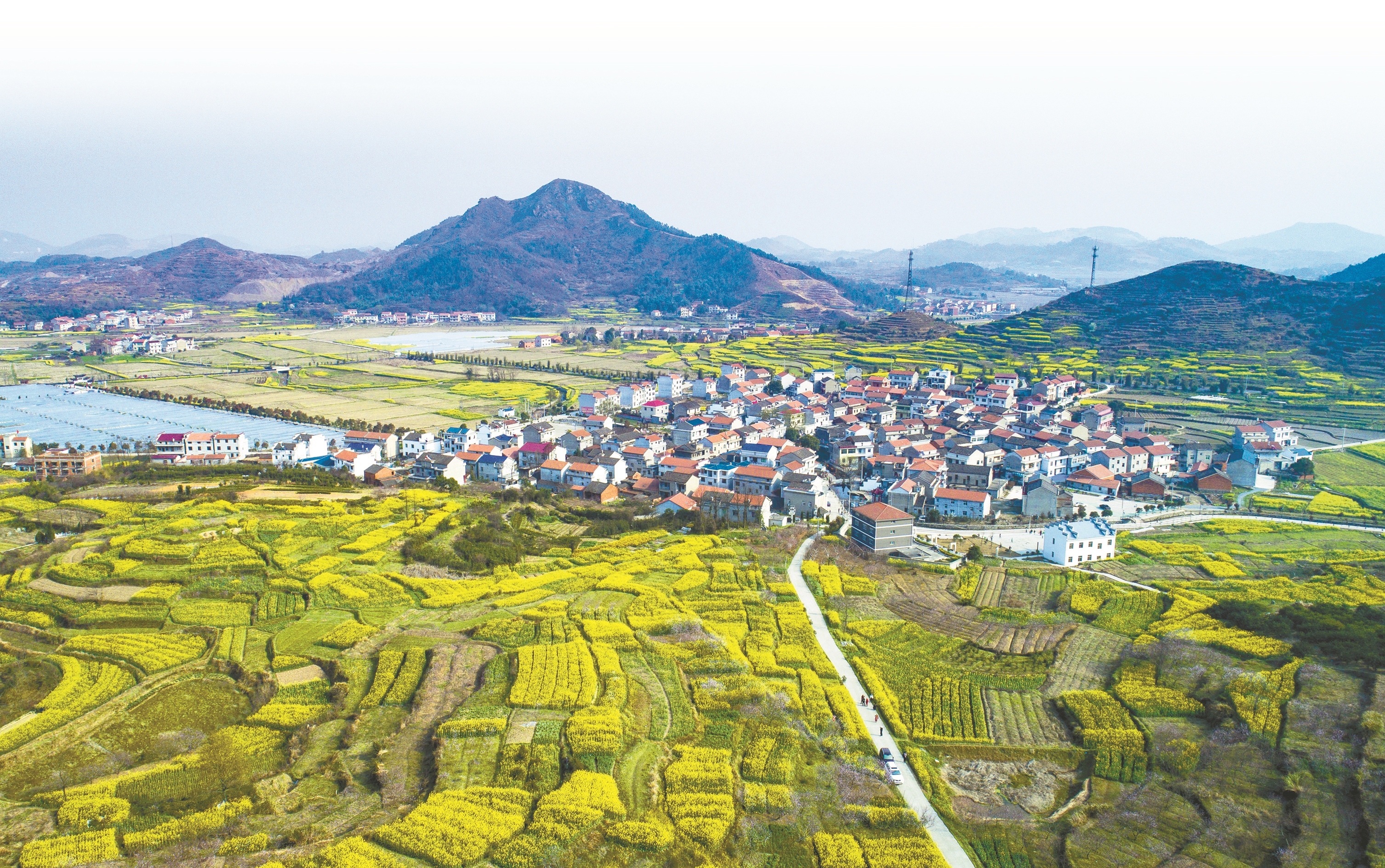 保安镇沼山村油菜花盛开时.