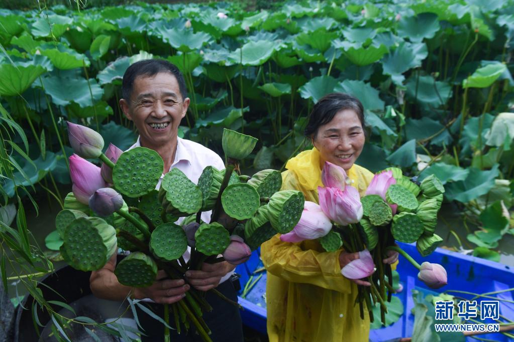 美丽乡村夏日荷塘忙采荷